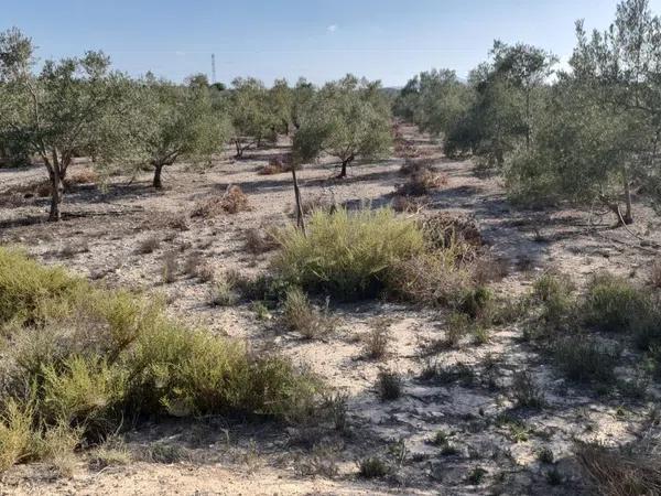 Terreno en Monforte del Cid