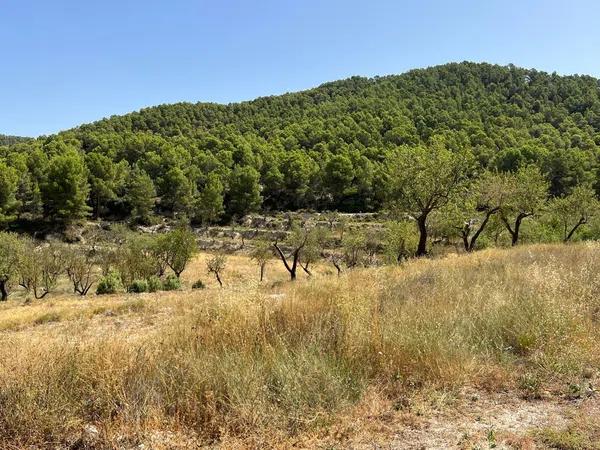 Terreno en Torremanzanas