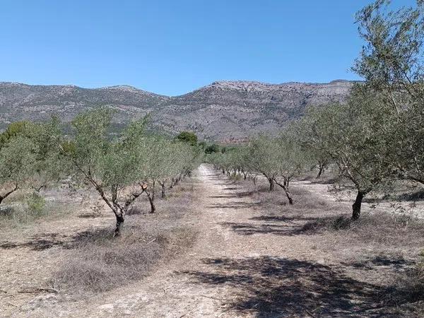 Terreno en Gayanes