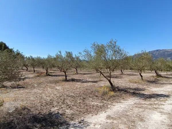 Terreno en Gayanes