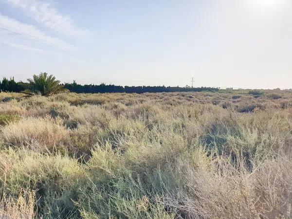 Terreno en La marina poligono 49 parcela 92, 92