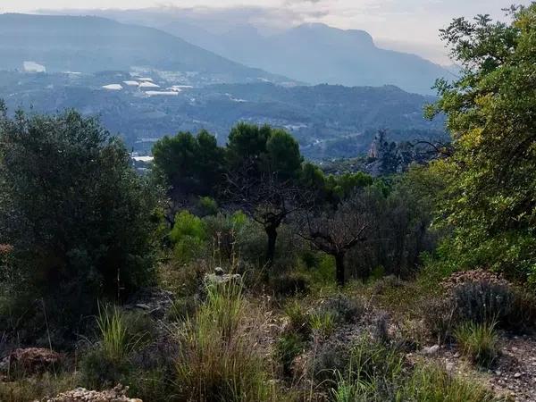 Terreno en partidacoll de la creu, 4