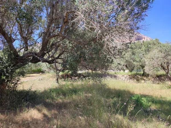 Terreno en Partida Tosal - Zona dels Castellans