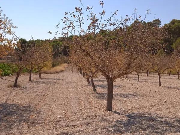 Terreno en Pinoso