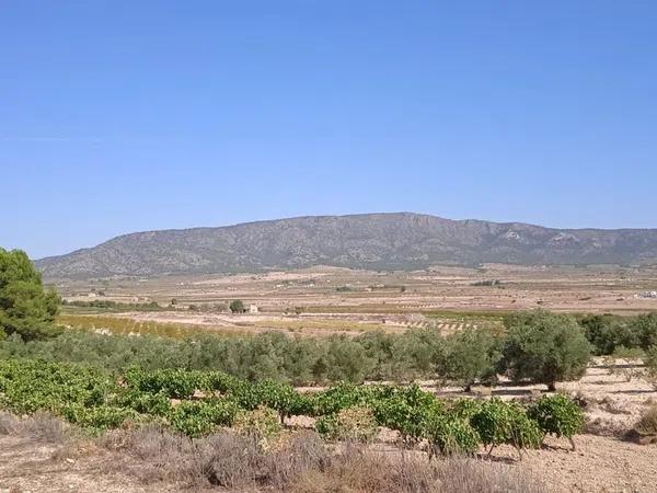 Terreno en Pinoso