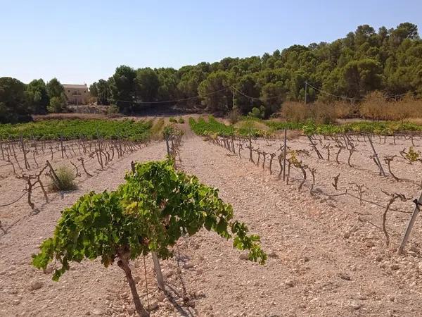 Terreno en Pinoso