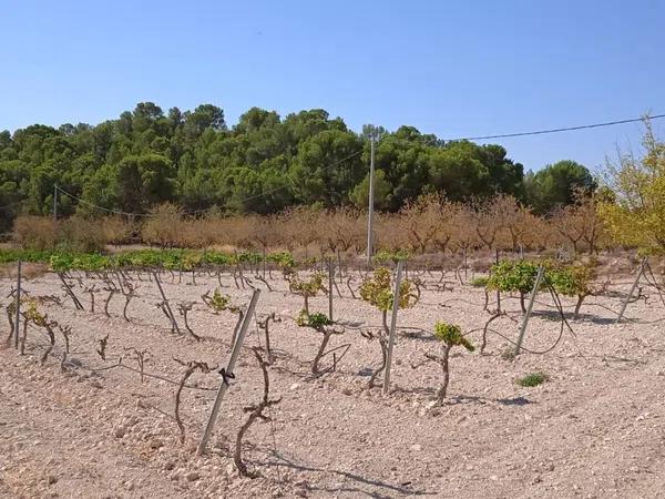 Terreno en Pinoso