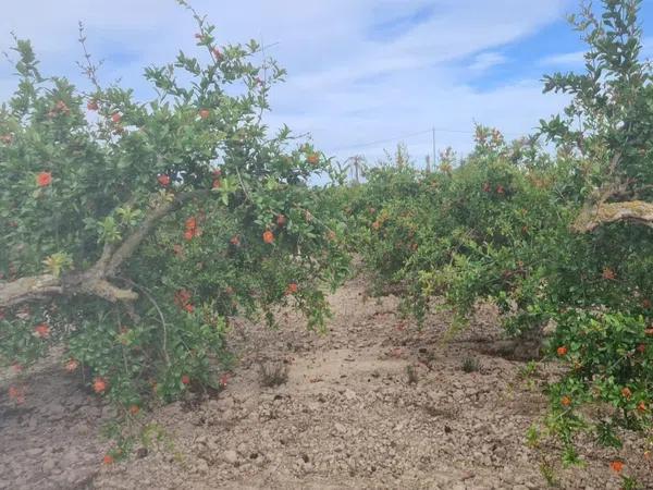 Terreno en La Hoya-Daimes-El Derramador