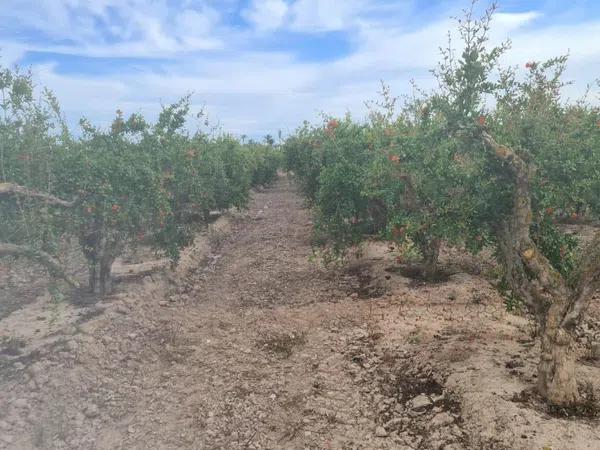 Terreno en La Hoya-Daimes-El Derramador