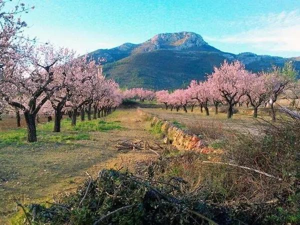 Terreno en Alcalalí