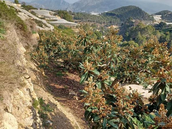 Terreno en carretera Cv-715 s/n