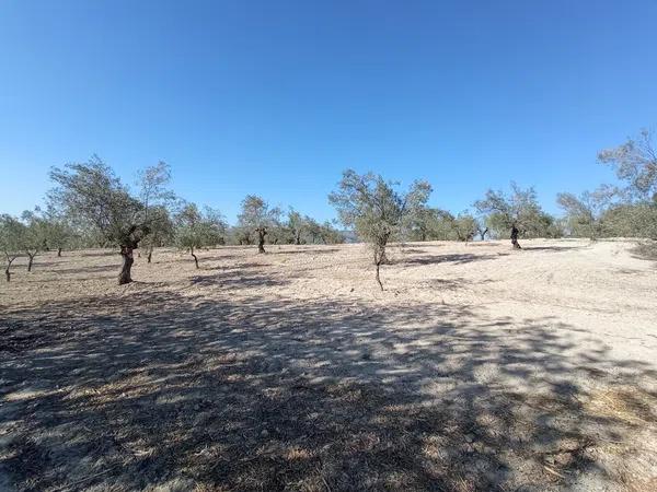 Terreno en Partida Petrosa s/n