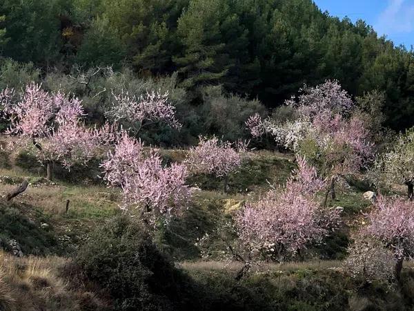 Terreno en Benimantell