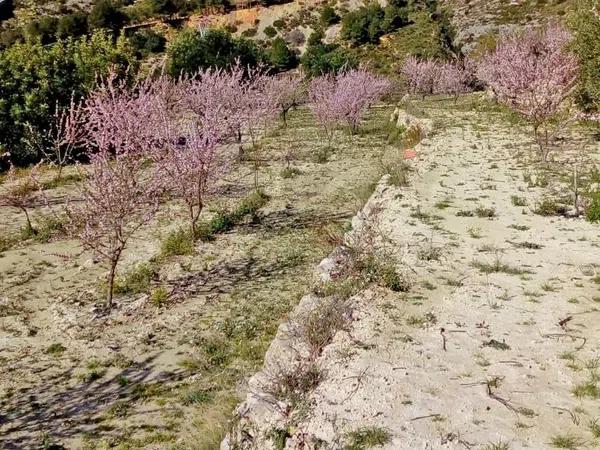 Terreno en carretera Cv-7141, km 1