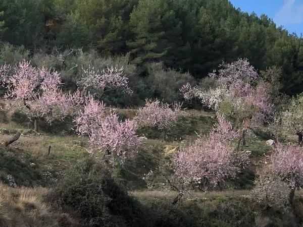 Terreno en Polígono 8 Parcela 55, 34