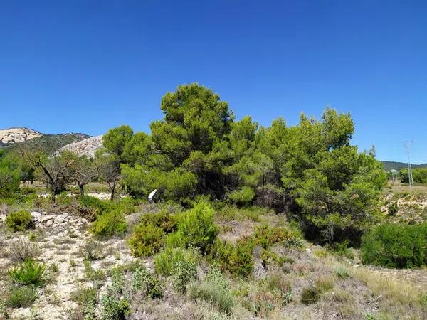 Terreno en Carrascal, 19