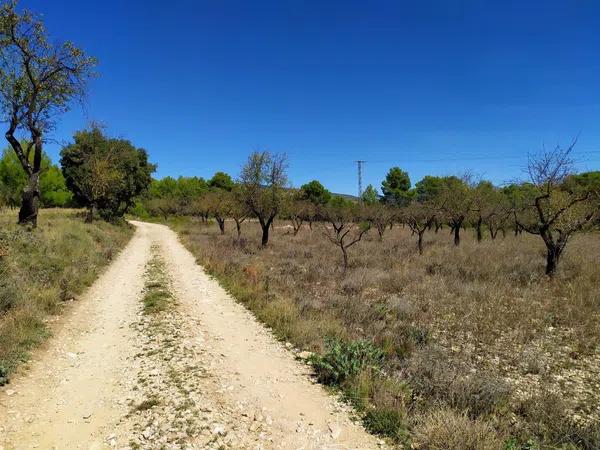 Terreno en Carrascal, 19