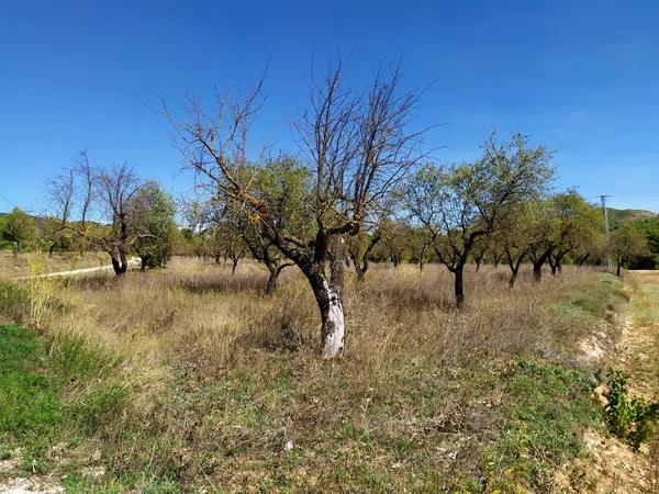 Terreno en Carrascal, 19