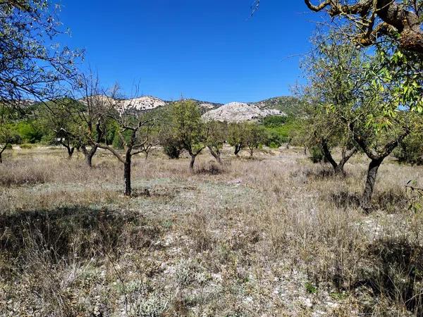 Terreno en Carrascal, 19