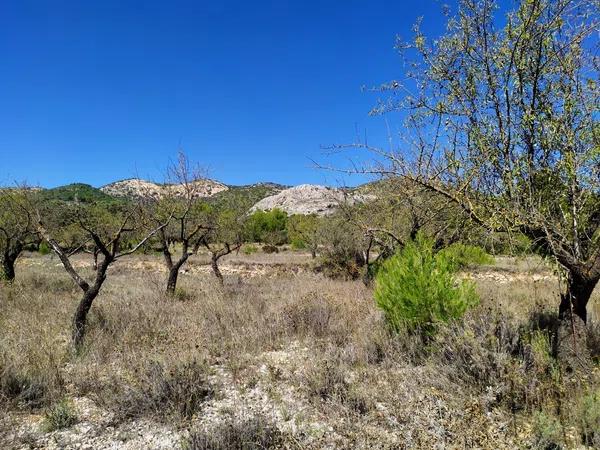 Terreno en Carrascal, 19