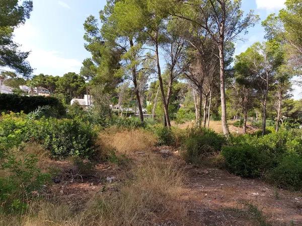 Terreno en calle de la Camamirla, 284