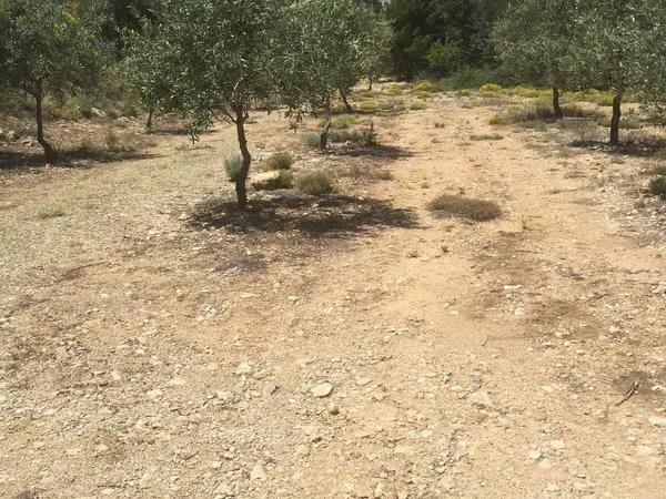 Terreno en carretera de Benifallim a torremanzanas, km 11