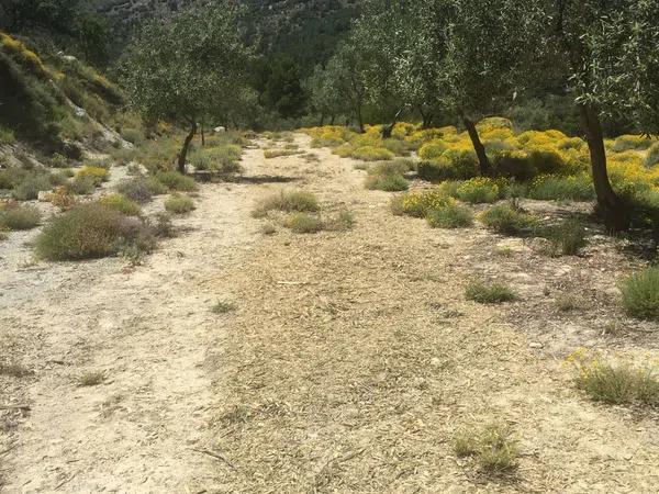 Terreno en carretera de Benifallim a torremanzanas, km 11