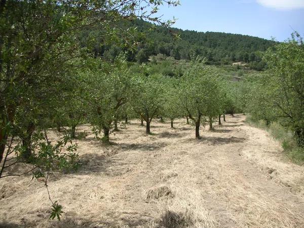 Terreno en carretera reyeu s/n