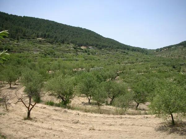 Terreno en carretera reyeu s/n