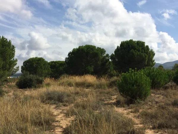 Terreno en Partida dels Cabesols