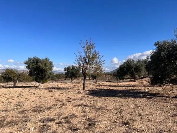 Terreno en camino Cabesols