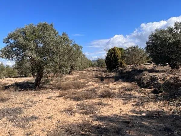 Terreno en camino Cabesols