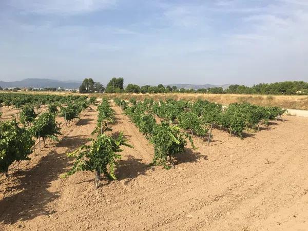 Terreno en peña rubia