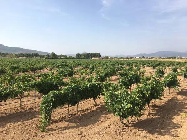 Terreno en peña rubia