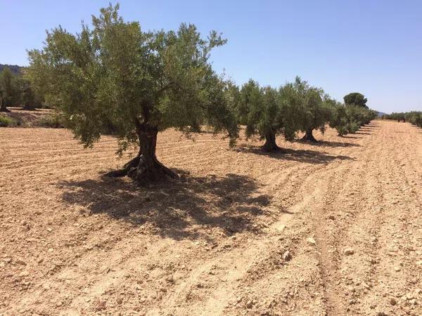 Terreno en Carr.biar a bañeres