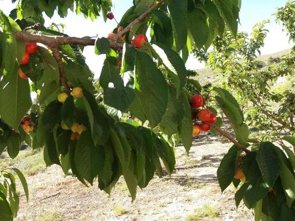 Terreno en Sierra De Aitana s/n cv