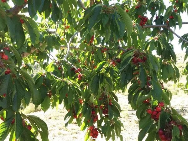 Terreno en Sierra De Aitana s/n cv