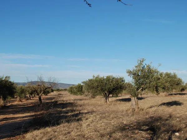 Terreno en zona la lloma