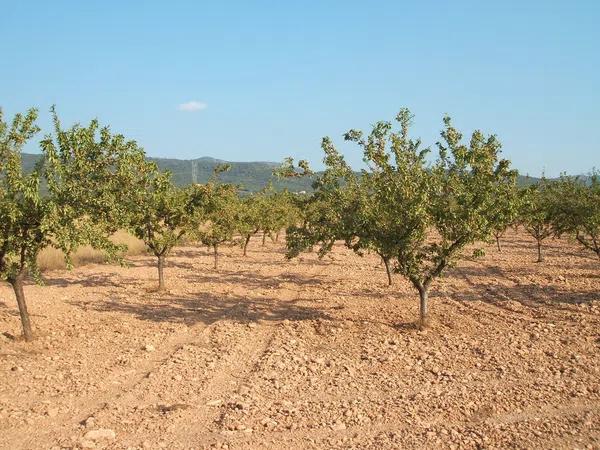 Terreno en la foia de biar