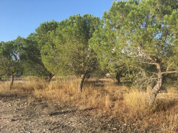 Terreno en calle la Torreta, 3 '9