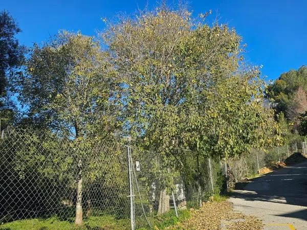 Terreno en El Montgó