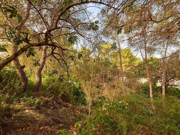 Terreno en calle de Ceres