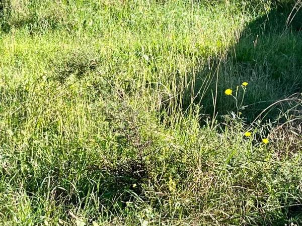 Terreno en La Galia-Bonavista