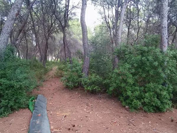 Terreno en Pinar de Advocat-Cometa