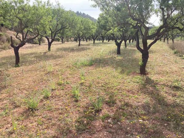 Terreno en Partida Casamia, 15