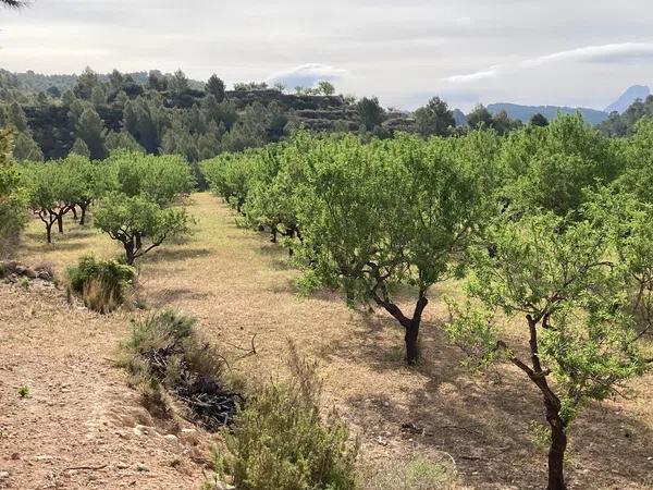 Terreno en Partida Casamia, 15