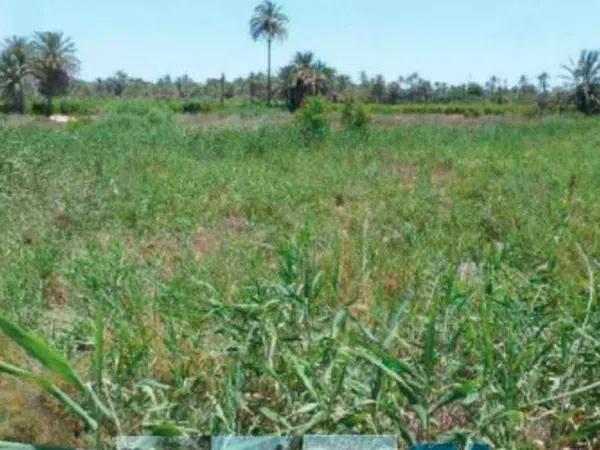 Terreno en Partida de Algoda