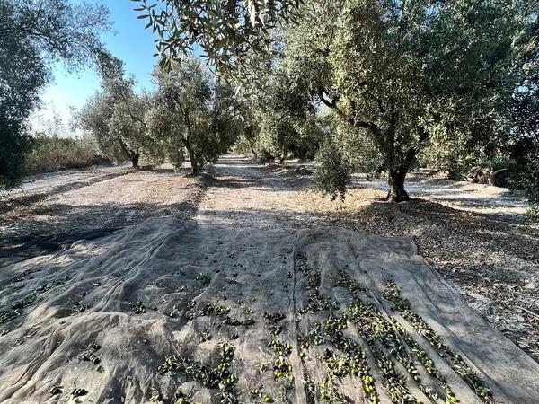 Terreno en carretera Cv-851, km 8