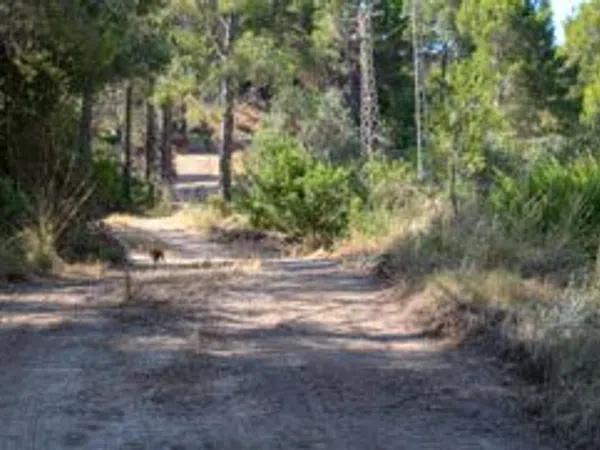 Terreno en calle Forat-paradiso, 22