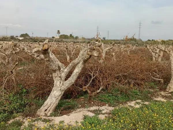 Terreno en Maitino-Perleta